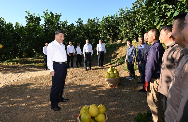 11月7日至8日，中共中央總書記、國家主席、中央軍委主席習(xí)近平在廣東考察。這是7日下午，習(xí)近平在梅州市梅縣區(qū)雁洋鎮(zhèn)南福金柚種植基地考察時，同果農(nóng)和農(nóng)技人員親切交流。新華社記者 謝環(huán)馳 攝